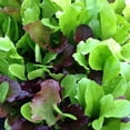 thumbnail image 1 of Mesclun Mix Lettuce Seeds - Mixed Greens - 500 Count Seed Pack - Non-GMO - A Tasty Mix of Greens to Bring Flair and Flavor to a Variety of Dishes. - Country Creek LLC, 1 of 1