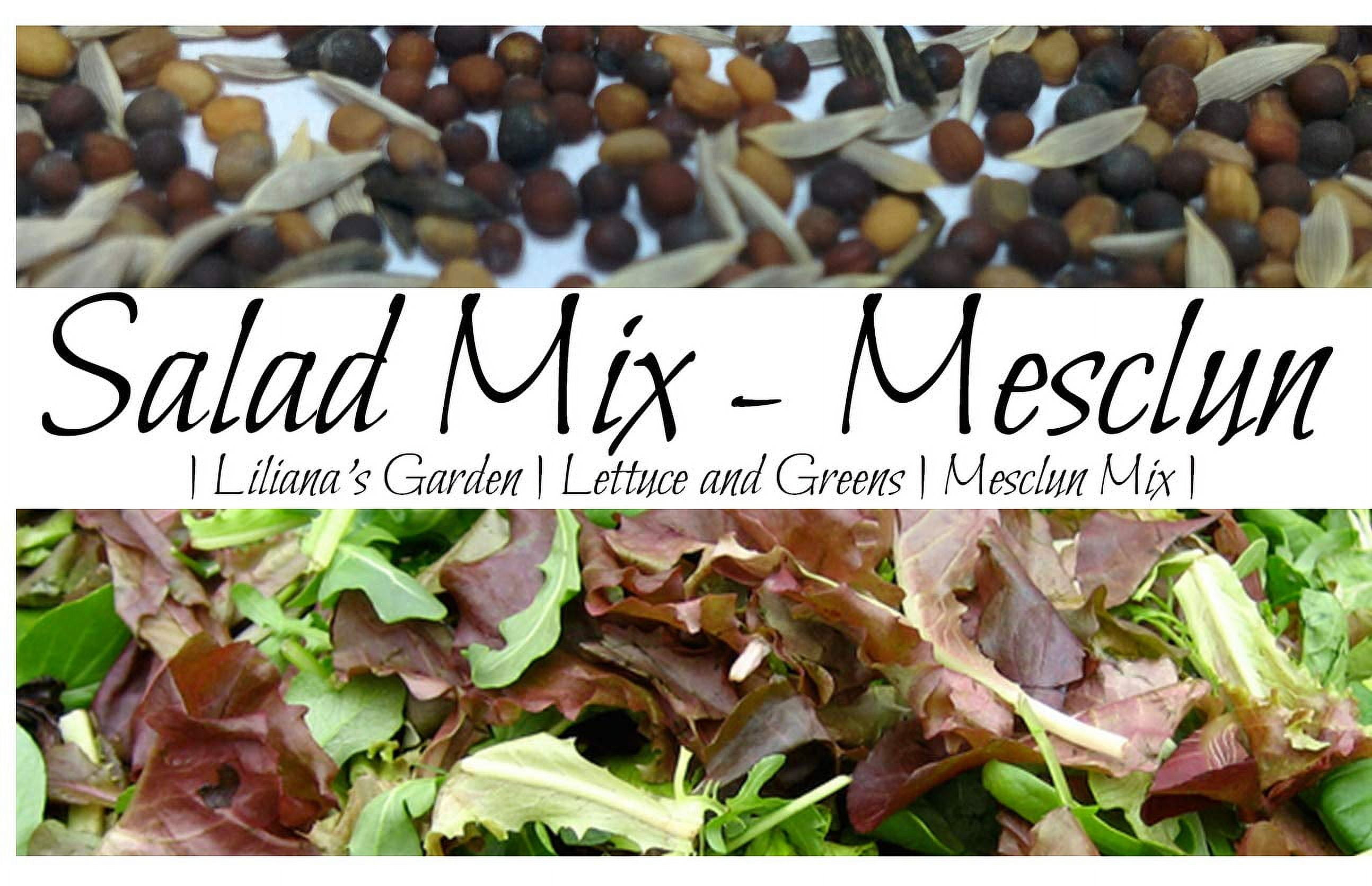 “Mesclun Mix” Salad Green OIF8 Seeds FastGrowing LettuceFree Salad