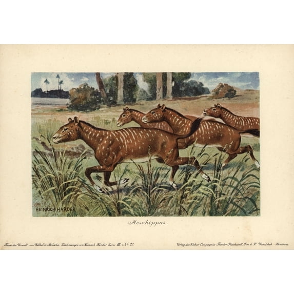 Mesohippus, Extinct Genus Of Early Horse Thata Poster Print By ® Florilegius Mary Evans (36 X 24)