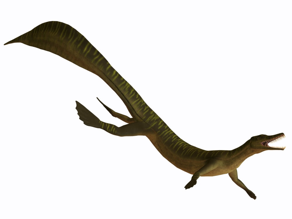 Mesosaurus an aquatic reptile from the Early Permian period Canvas Art - Corey FordStocktrek Images (33 x 25)