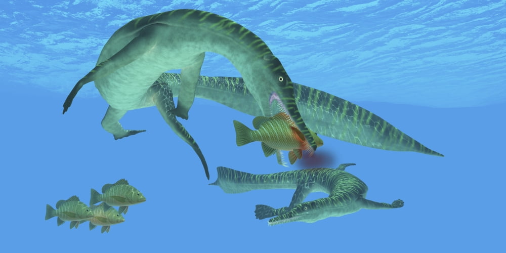 Mesosaurus attacks a Mangrove red snapper fish Canvas Art - Corey FordStocktrek Images (20 x 10)