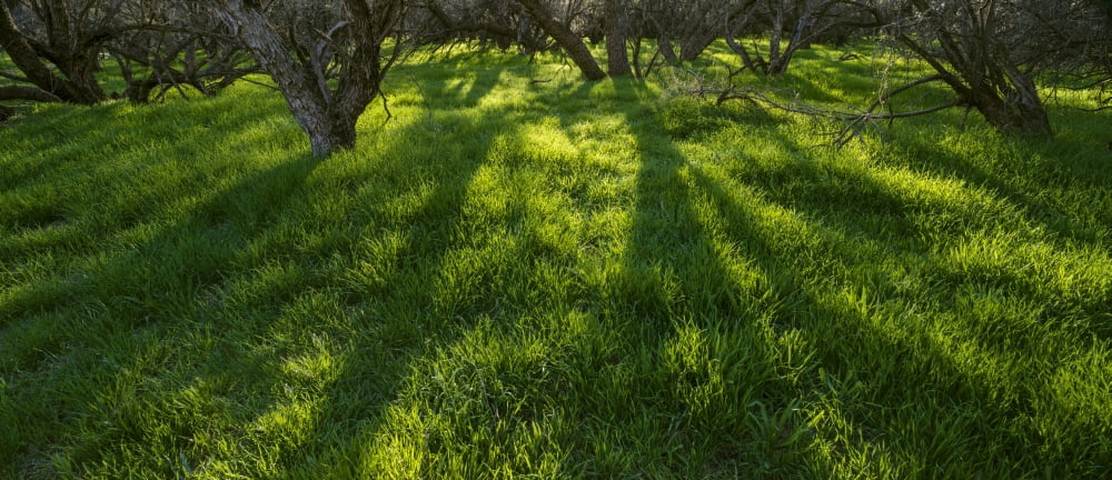 Mesquite trees and grasses in early spring Arizona USA Canvas Art - Panoramic Images (36 x 12)