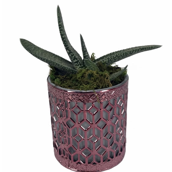 Metal Lace Planter with Live Plant - Rose Gold - 3" x 3" x 3.5" - Live Trends