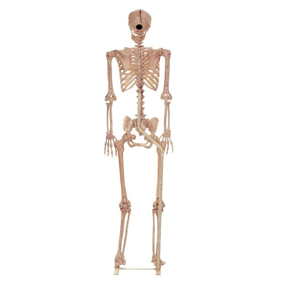 Metal Stand for Lifesize Skeletons Halloween Decoration