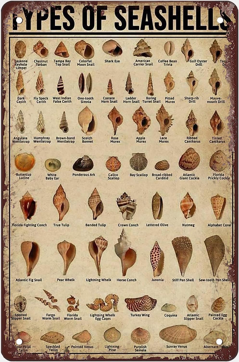 Metal Tin Sign 8x5.5 Inch Conch Knowledge Tin Sign Types Of Seashells ...