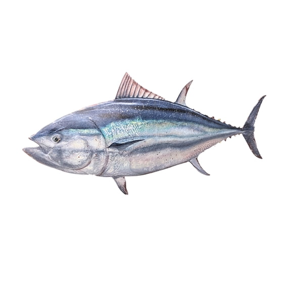 Metal Tuna Wall Art – Nautical Coastal Fish Décor for Beach Houses, Tiki Bars, Patios & Seafood Restaurants – Ocean-Themed Wall Hanging, Great Gift for Beach Lovers, Fishermen & Sea Life Enthusiasts