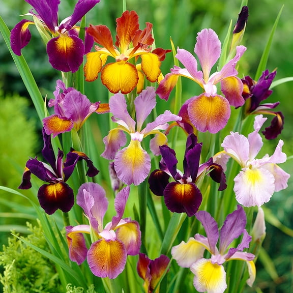 Metallic Dutch Iris Mix Flower Bulbs - 25 Bulbs per Pack - Deer Resistant - Good as Cut Flowers - Perennializing - Easy to Grow Live Plants - Outdoor Garden