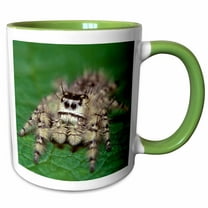 3drose, Metaphid Jumping Spider - Na02 Aje0305 - Adam Jones, 15oz Two-tone Green Mug