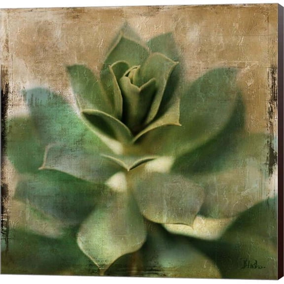 Metaverse C870506-0120000-ACDAAMA Succulent I by Patricia Pinto Canvas Wall Art - 12 x 12 in.