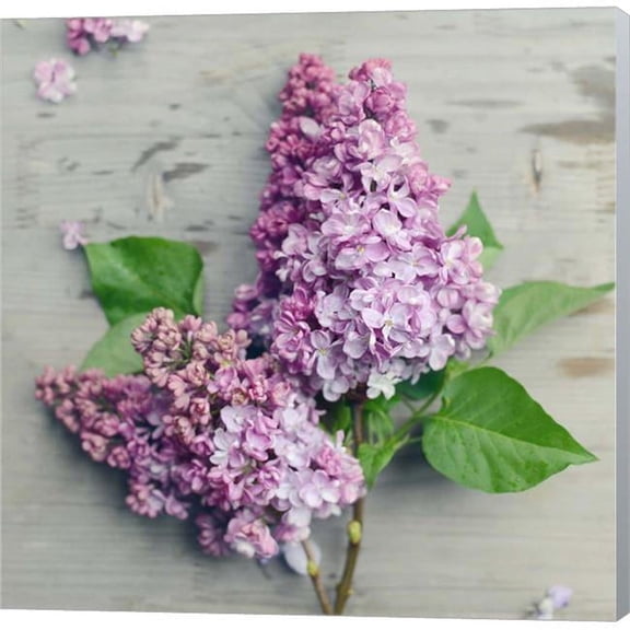 Metaverse C910716-0120000-ACCQAMA Fresh Lavender Blooms by Sarah Gardner Canvas Wall Art - 12 x 12 in.