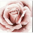 thumbnail image 1 of Metaverse C947773-0120000-AAAACMA Pink Rose II by Grace Popp Canvas Wall Art - 12 x 12 in., 1 of 1
