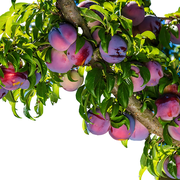 Methley Plum Tree   Sweet, Juicy, and Early-Ripening Plum Variety