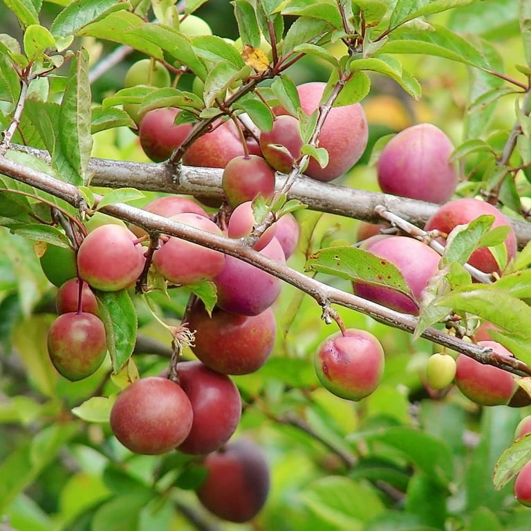 Methley Plum Trees 3 Gallon Set of 2 Potted - Walmart.com