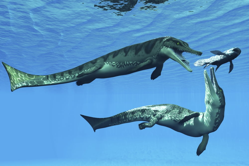 Metriorhynchus marine reptiles try to capture a Coelacanth fish Canvas Art - Corey FordStocktrek Images (18 x 12)