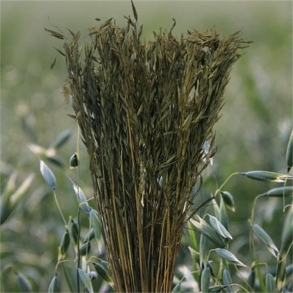 Metrotex Designs 41295 29.5 in. 5.5 oz Oat Grass Bundle, Moss Green