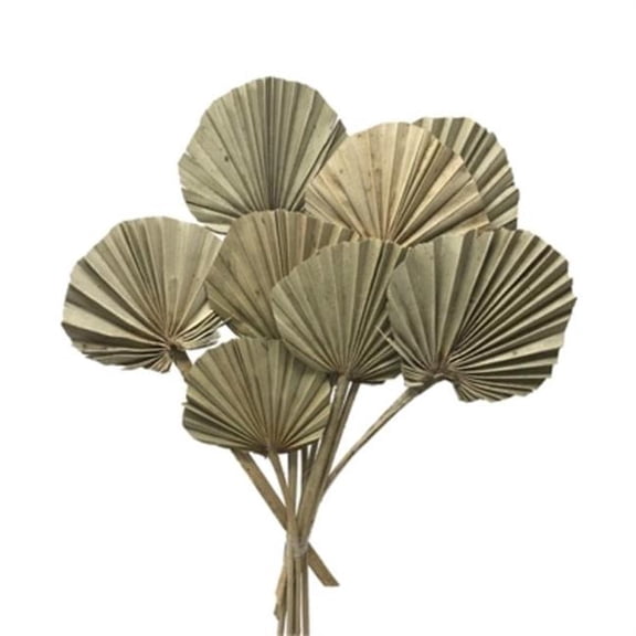 Metrotex Designs 41311 24 in. Palm Round Stems, Natural - 10 Piece