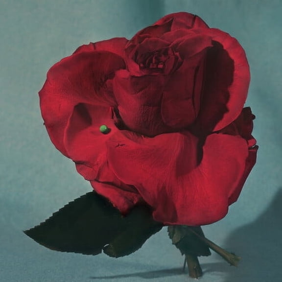 Metz - Up on Gravity Hill - Clear w/ Red - Music & Performance - Vinyl