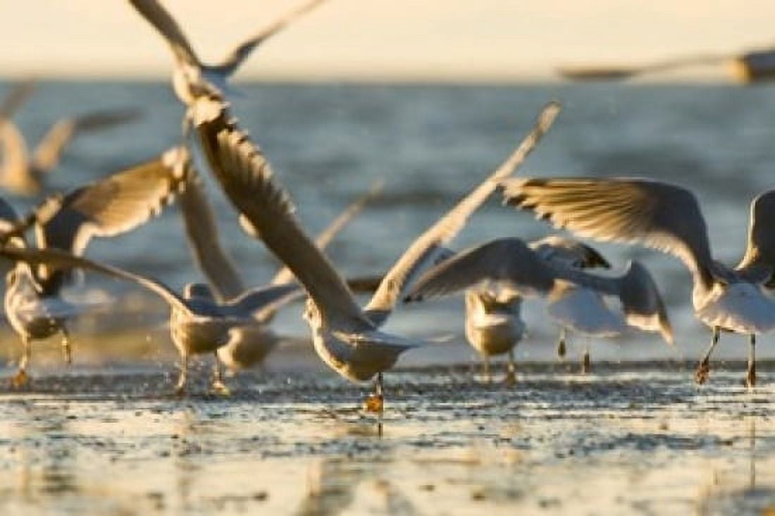Mew gulls Stanley Park British Columbia Canvas Art - Paul Colangelo DanitaDelimont (36 x 24)