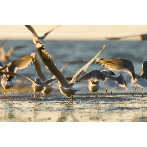 Mew gulls, Stanley Park, British Columbia Poster Print by Paul Colangelo (36 x 24)