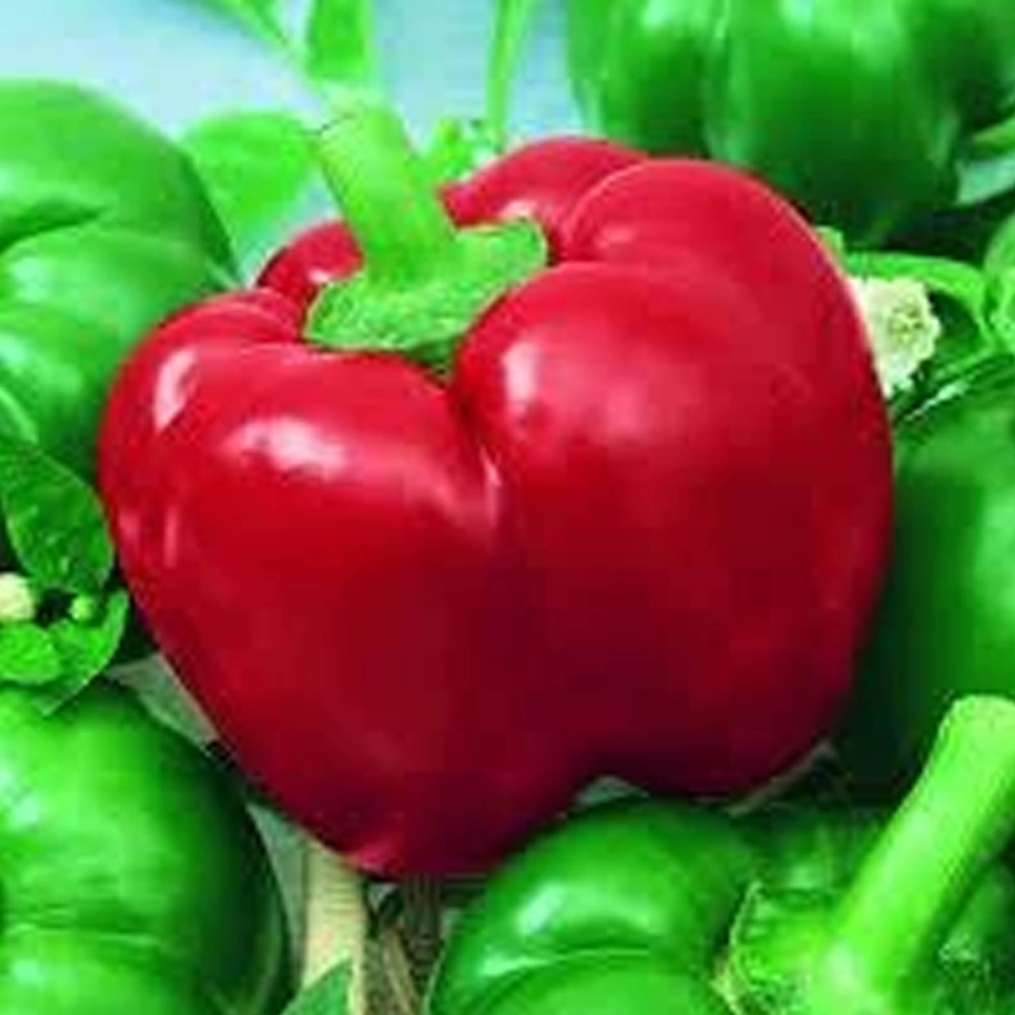 MexiBell Hybrid F1 Hot Pepper - 1 OZ ~3,360 Seeds - Non-GMO, Hybrid F1 Vegetable Gardening Seeds - Very Mild Hot Pepper