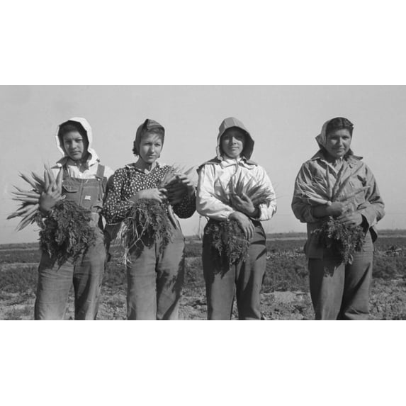 Mexican-American Young Women Working As Carrot Pullers In Edinburg History (24 x 18)