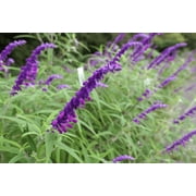 Mexican Bush Sage in 4 inch pot *Cold and Heat Sensitive*