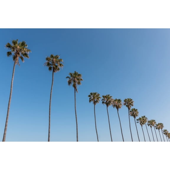 Mexican Fan Palm Tree Seeds, Washingtonia Robusta - 20 Seeds for Planting