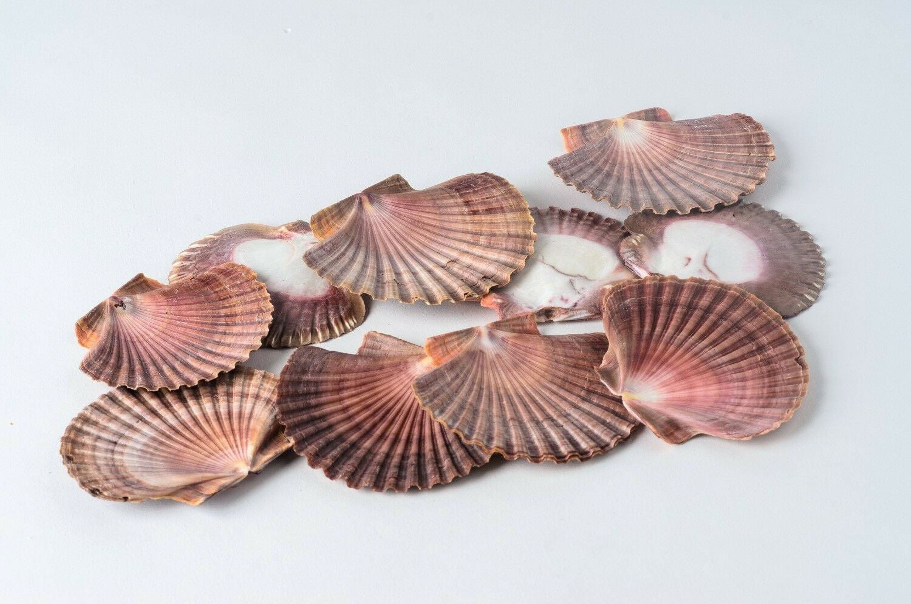  LUCKY BABY Scallop Shells White Natural Sea Shells for Crafts  16pcs 2.7-3.5 Inches Seashells for DIY Crafting Beach Wedding Home  Decoration Baking : Home & Kitchen
