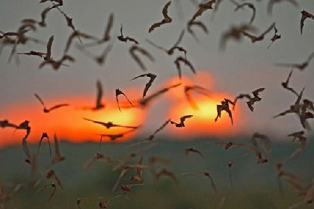 Mexican Free-Tailed Bats Concan Texas USA Canvas Art - Larry Ditto DanitaDelimont (26 x 18)