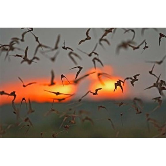 Mexican Free-Tailed Bats Concan Texas USA Poster Print by Larry Ditto - 26 x 18 in.