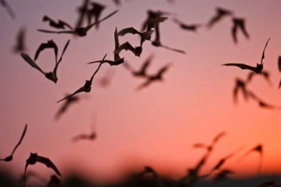 Mexican Free-tailed Bats emerging from Frio Bat Cave Concan Texas USA Canvas Art - Larry Ditto DanitaDelimont (38 x 26)