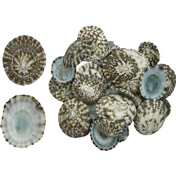 Mexican Green Limpet Bulk Seashells .5-1" Shells in Bag .25 Kilo
