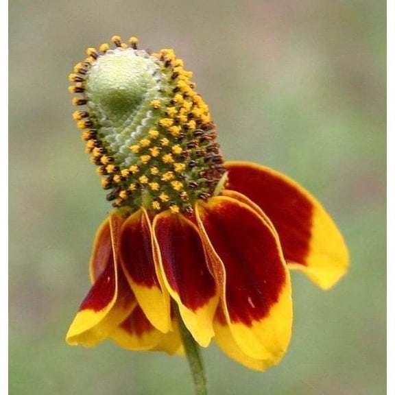 Mexican Hat Nice Garden Flower by Seed Kingdom 1 Oz Seeds