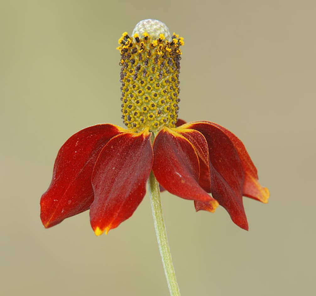 Mexican Hat Nice Garden Flower by Seed Kingdom Bulk 5 Lb Seeds