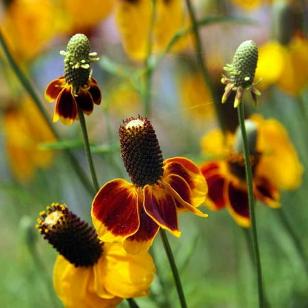 Mexican Hat, Red Mexican Hat Flower Seed, 200+ Seeds per Package.