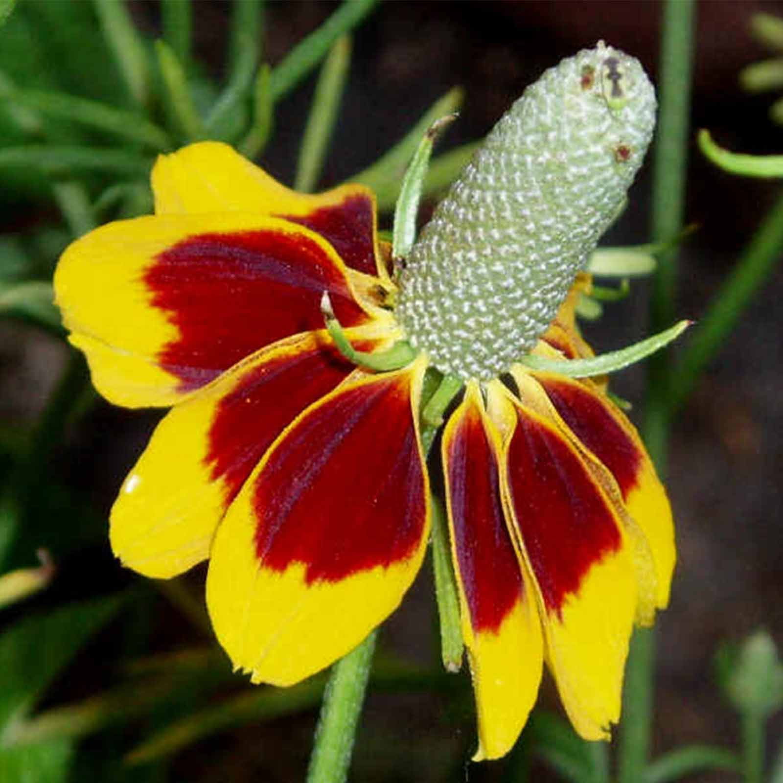 Mexican Hat Wild Flower Garden Seeds - 4 Oz - Perennial Wildflower Gardening Seeds - ratibida columnaris forma pulcherrima