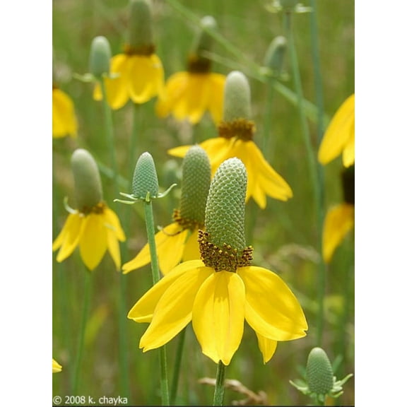 Mexican Hat, Yellow Mexican Hat Flower Seed, 200+ seeeds per Package.