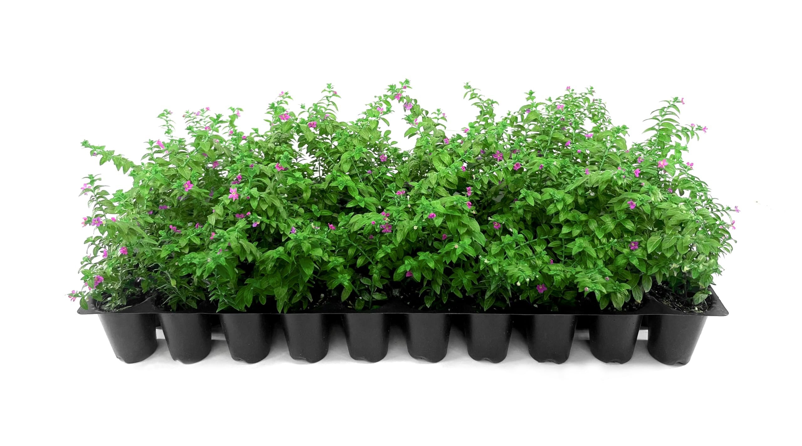 Mexican Heather  3 Live Plants  Cuphea Hyssopifolia  Flowering Ground Cover  Heat-Tolerant Garden Plants
