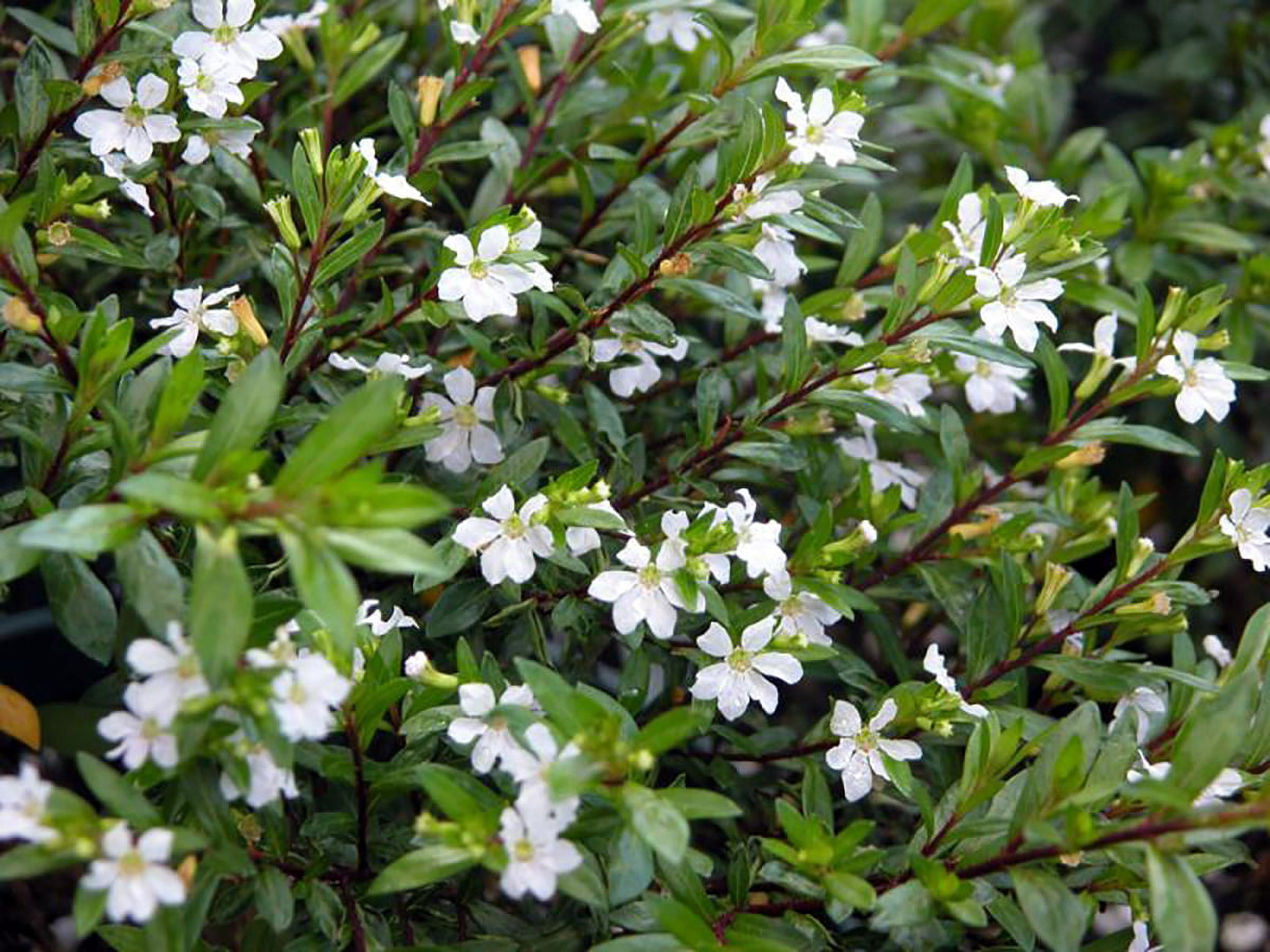 Mexican Heather Plant - Cuphea hyssopifolia - White Blooms - 4" Pot