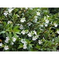 thumbnail image 1 of Mexican Heather Plant - Cuphea hyssopifolia - White Blooms - 4" Pot, 1 of 3