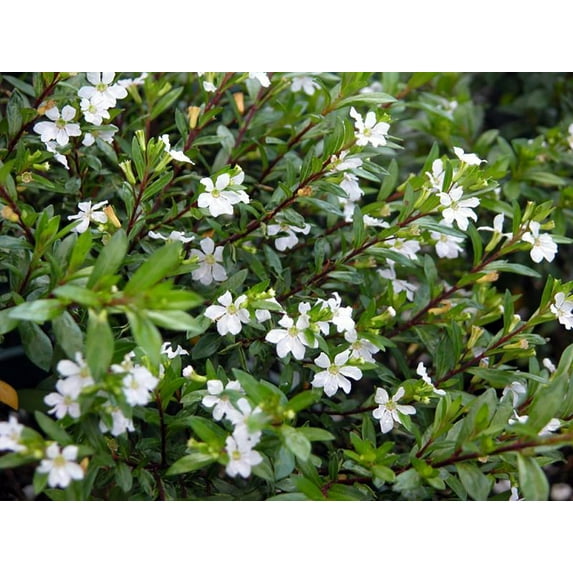 Mexican Heather Plant - Cuphea hyssopifolia - White Blooms - 4" Pot