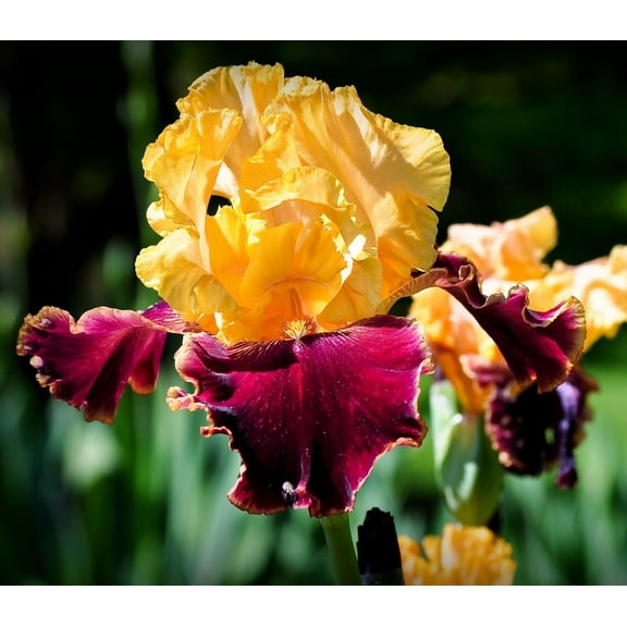 Mexican Holiday Bearded Iris Rhizome  Early Bloomer with Maroon & Gold Petals
