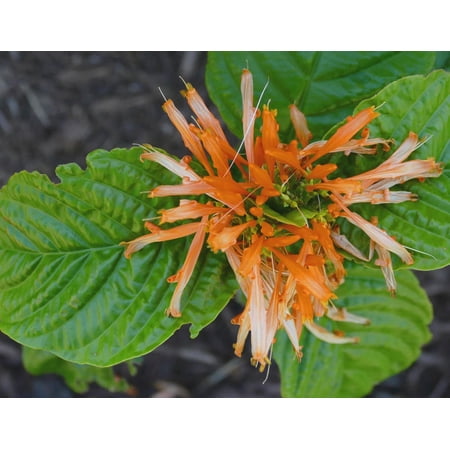 Mexican Honeysuckle (Justicia Spicigera), 2 gallon container.