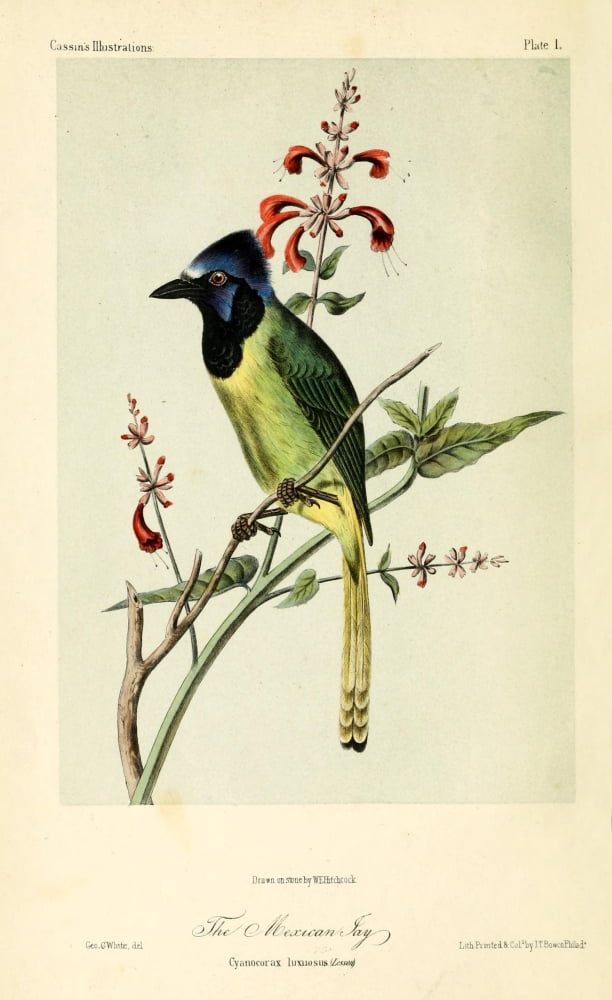 Mexican Jay Canvas Art - WE Hitchcock (24 x 36)