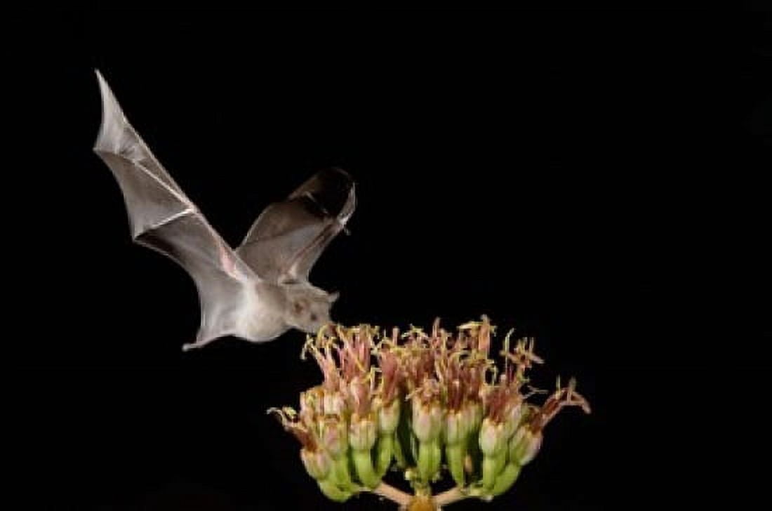 Mexican Long-tongued Bat Agave Blossom Arizona Canvas Art - Rolf Nussbaumer DanitaDelimont (35 x 23)