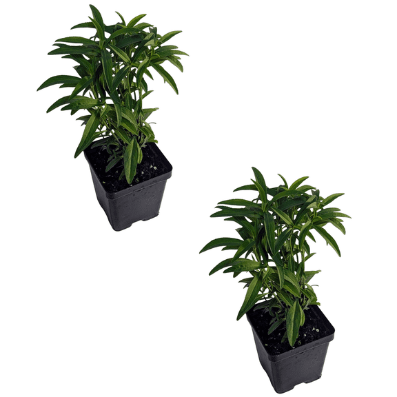 Mexican Mint Marigold Live Plants - 2 Plants - USDA Organic