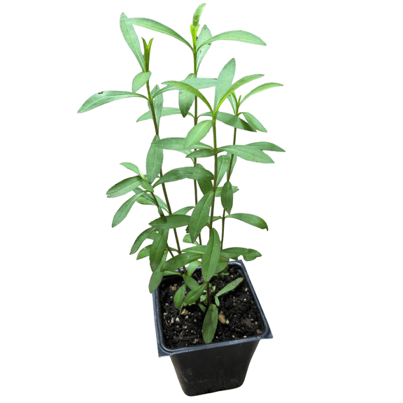 Mexican Mint Marigold (Tagetes lucida) Organic Plant in 2.5-inch Pot by Smoke Camp Crafts - Mexican Tarragon, Sweet Mace