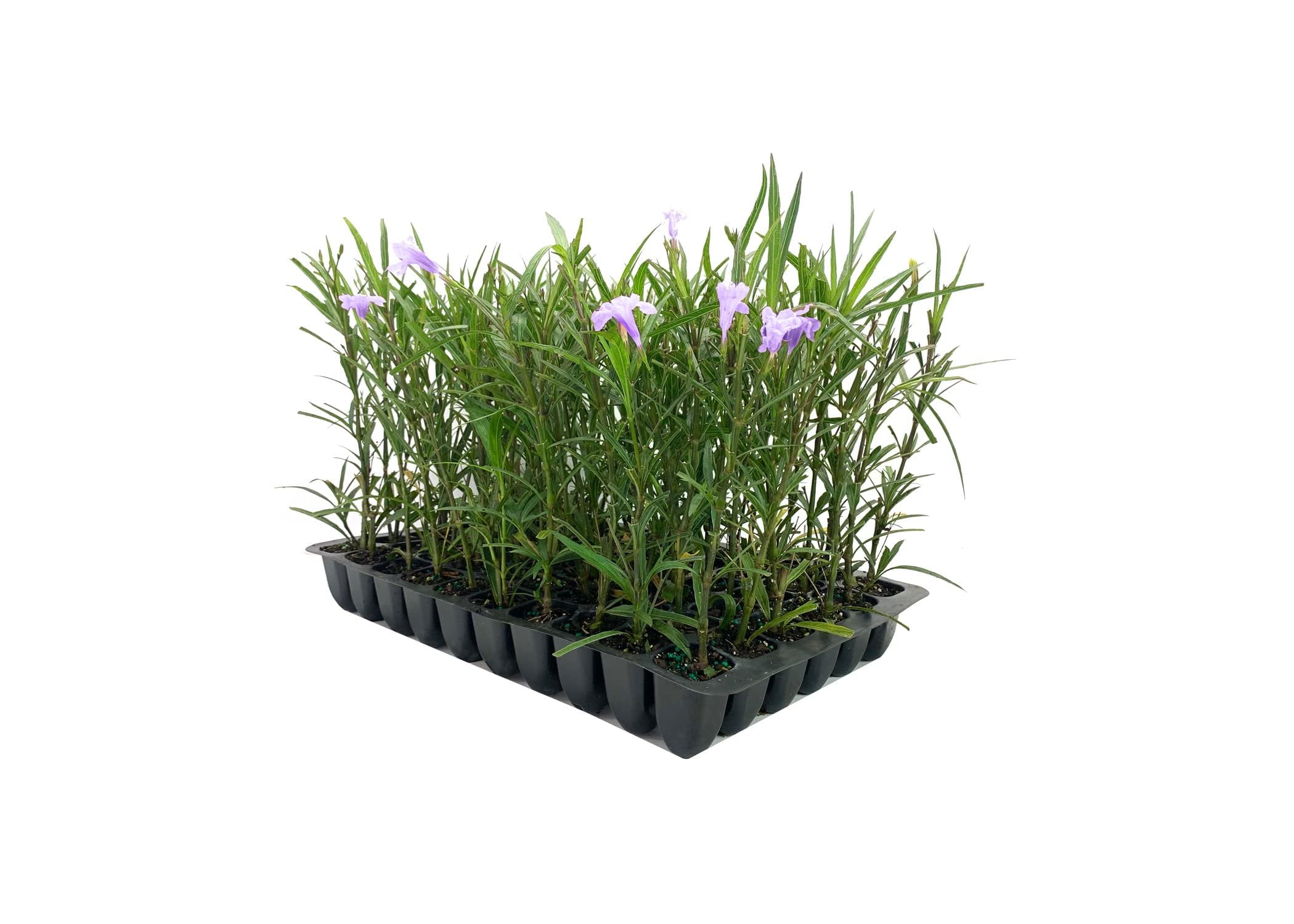 Mexican Petunia  10 Live Plants  Ruellia Tweediana 'Purple Showers'  Fast Growing Perennial Plants  Vibrant Purple Blooms for Landscaping