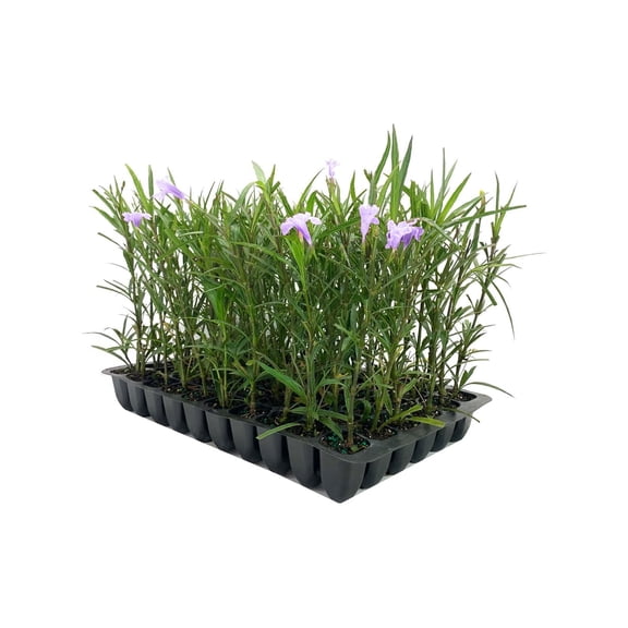 Mexican Petunia  50 Live Plants  Ruellia Tweediana 'Purple Showers'  Fast Growing Perennial Plants  Vibrant Purple Blooms for Landscaping