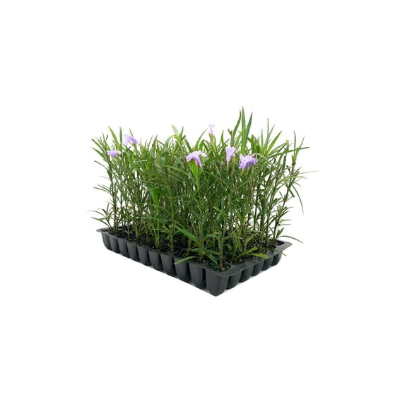 Mexican Petunia 50 Live Plants Ruellia Tweediana 'Purple Showers' Fast Growing Perennial Plants Vibrant Purple Blooms for Landscaping